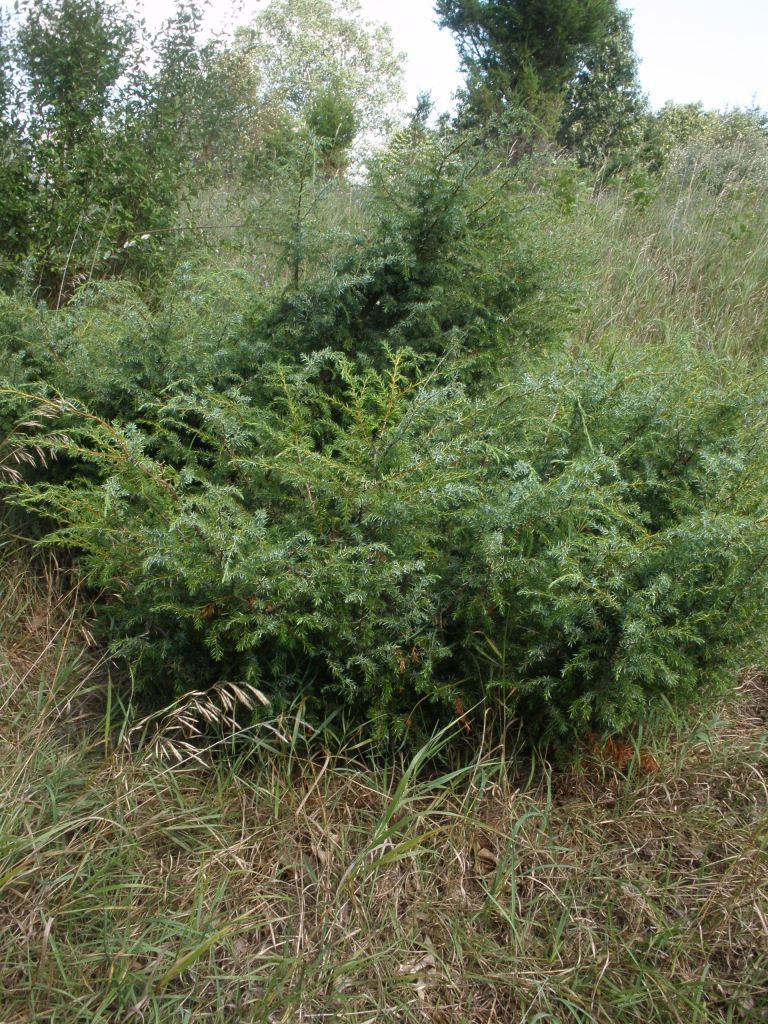 Ground Juniper