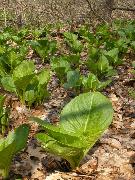 a patch of Skunk Cabbages